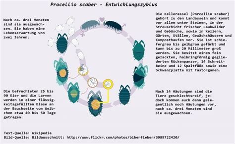Download Heribert Cypionka Picolay
